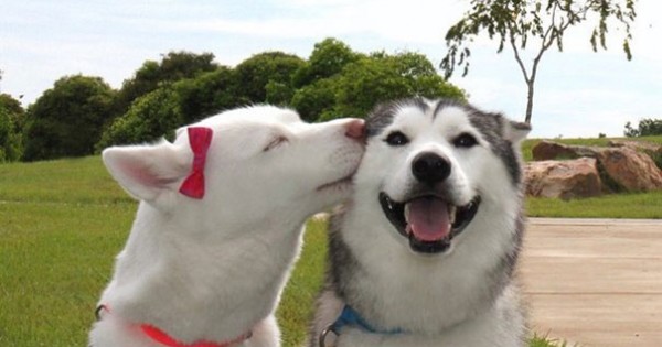 Φωτογραφίες σκύλων που είναι αχώριστοι φίλοι! Θα σας φτιάξουν τη μέρα!