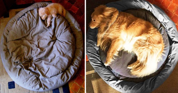 Είκοσι απίθανες φωτογραφίες με σκυλιά που δείχνουν πώς μεγάλωσαν στο χρόνο!