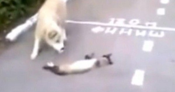 ΞΕΚΑΡΔΙΣΤΙΚΟ: Μια γάτα το παίζει ψόφια στο σκύλο! (βίντεο)