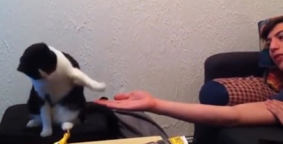 Γάτες που κάνουν high five με τους ιδιοκτήτες τους! (βίντεο)