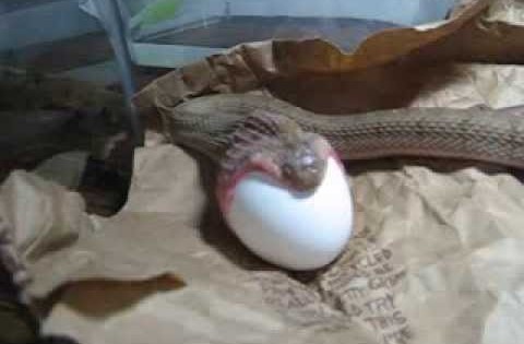 ΕΝΤΥΠΩΣΙΑΚΟ: Δείτε πώς ένα φίδι καταπίνει ένα μεγάλο αυγό! (Βίντεο)
