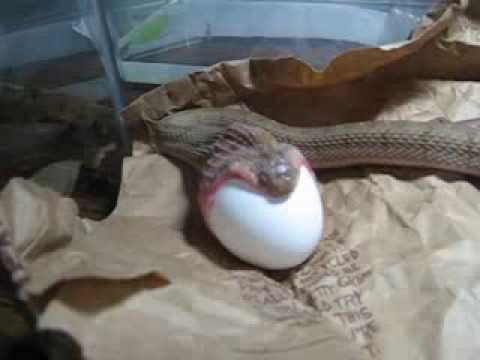 φίδι αυγό 