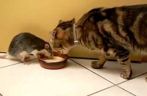 Αυτή η γάτα και ο ποντικός ζουν μια αρμονική ζωή!! Αξιολάτρευτο!! (Βίντεο)