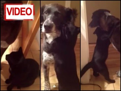 Γατούλα… σφιχταγκαλιάζει τον σκυλο-φίλο της! (video)