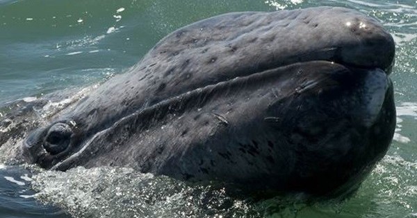 Αυτή η φάλαινα μπήκε στα… Ρεκόρ Γκίνες! Δείτε γιατί!