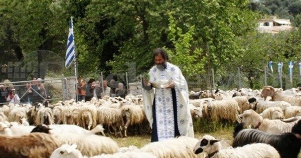 Κρήτη: Πρόβατα περιμένουν τον ιερέα να τα ευλογήσει!