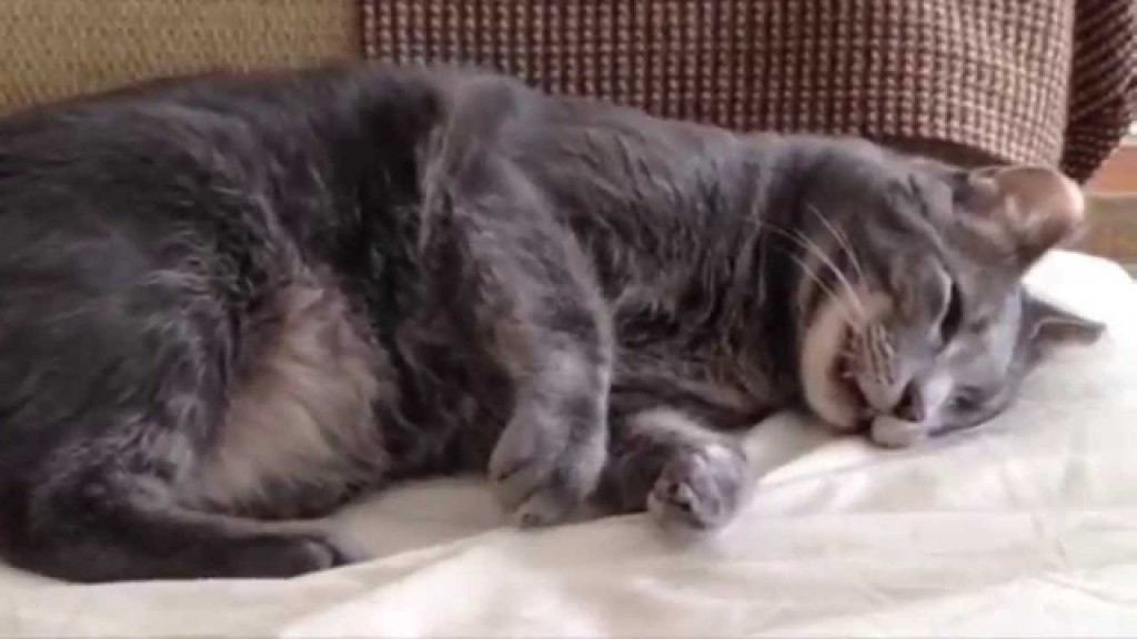 ύπνος όνειρα γάτες 