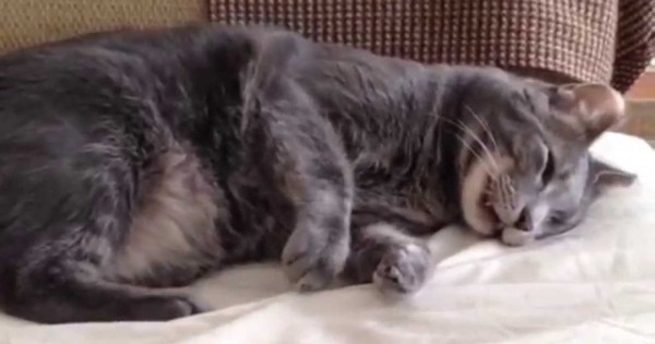 Όταν οι γάτες ονειρεύονται (video)