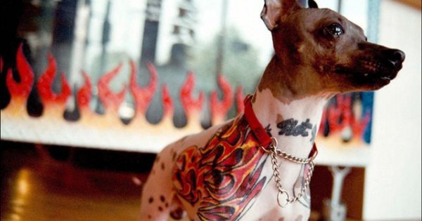 Τους έκοψε τα αυτιά, τους έκανε τατουάζ κι όλα αυτά στο όνομα της τέχνης (video + photos)