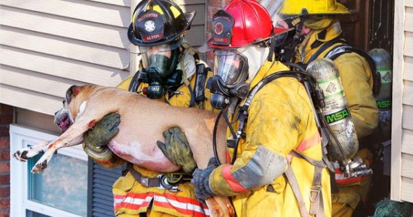 Δραματική προσπάθεια πυροσβεστών να επαναφέρουν στη ζωή σκύλο που διέσωσαν από πυρκαγιά