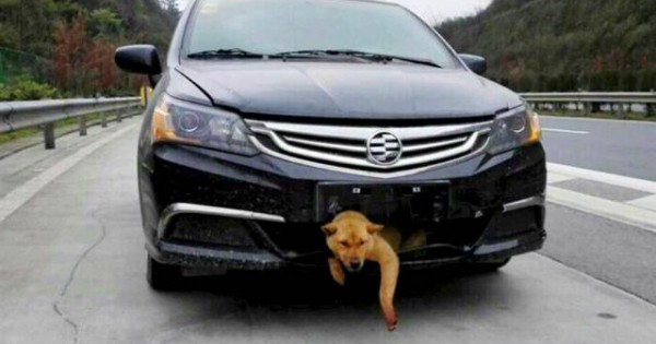 Σκύλος ταξίδεψε 400 χιλιόμετρα σφηνωμένος σε προφυλακτήρα αυτοκινήτου