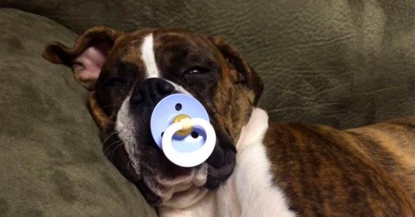 Δείτε το Boxer που κοιμάται μόνο με… Πιπίλα (video)
