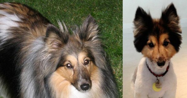 Απίθανες φωτογραφίες: Σκύλοι πριν και μετά το κούρεμα