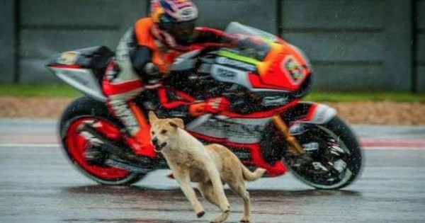Υιοθετήθηκε ο σκυλάκος που διέκοψε τον αγώνα του MotoGP (video)