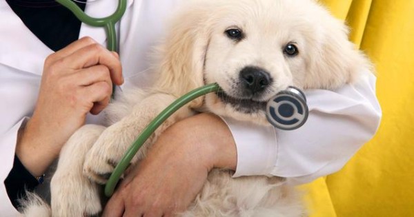 Πώς να επιλέξεις τον κατάλληλο κτηνίατρο