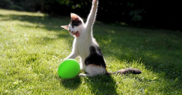 Πώς αντιδρά μια γάτα όταν σκάει μπροστά της το μπαλόνι (βίντεο)