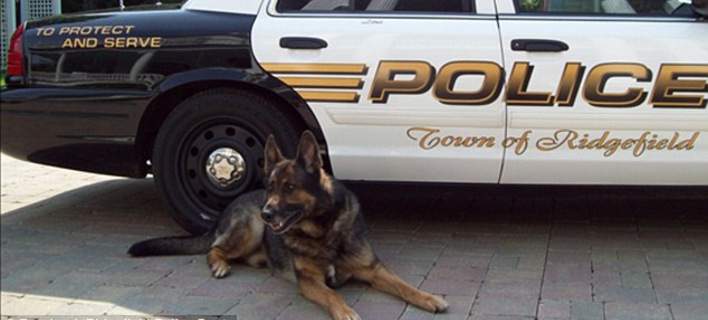 Σκύλος αστυνομικός σκύλος 