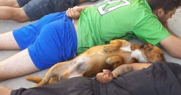 Η φωτογραφία που τρέλανε το Διαδίκτυο: Σκύλος-κακοποιός παραδίνεται στην αστυνομία όπως το αφεντικό του!