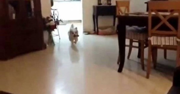 Ξεκαρδιστικό: Σκύλος πάει να ανέβει στον καναπέ και…
