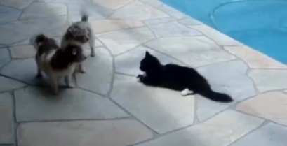 Άτακτη γάτα σπρώχνει τον σκύλο στην πισίνα (Βίντεο)