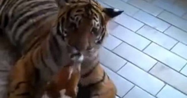 Το πιο ατρόμητο σκυλάκι του πλανήτη παίζει με μία… τίγρη! (video)