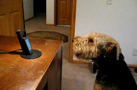 Σκύλος «μιλάει» στο τηλέφωνο