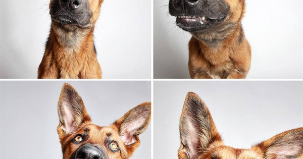 Αξίζει να το δείτε: Η πιο ευφάνταστη καμπάνια υιοθεσίας αδέσποτων σκυλιών! (εικόνες)