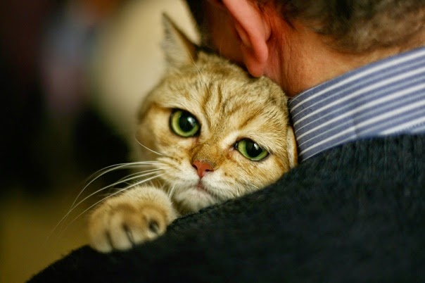 αγκαλιά γάτας