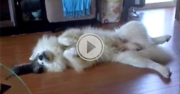 Γατάκι τρελένεται να ενοχλεί αυτόν τον τεράστιο σκύλο (video)