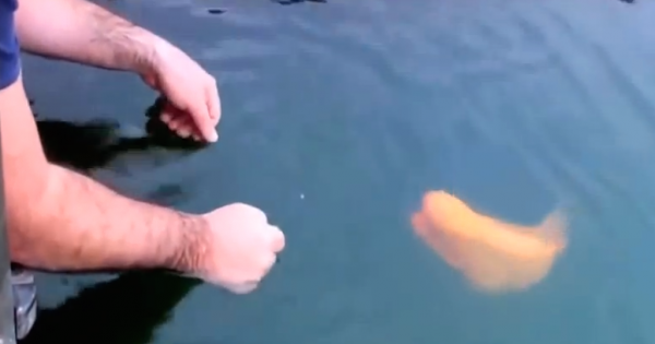 Βάζει τα χέρια του μέσα στο νερό για να πιάσει αυτό το ψάρι. Λεπτά αργότερα τα πράγματα αρχίζουν και γίνονται περίεργα. (Βίντεο)