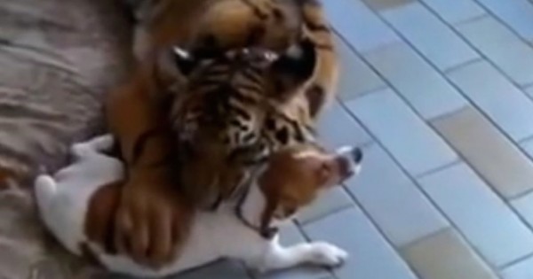 Ένας μικρός σκύλος ενόχλησε αυτή την τίγρη. Η αντίδρασή της; Θα σας αφήσει με το στόμα ανοιχτό! (Βίντεο)