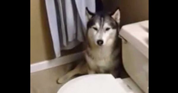 Λέει στο βρώμικο σκύλο της πως χρειάζεται να κάνει μπάνιο. Η απάντησή του τα λέει όλα!