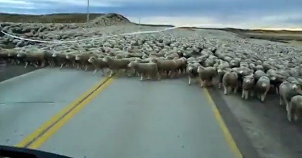 Μια θάλασσα από πρόβατα (Βίντεο)