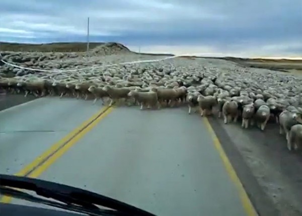πρόβατα 