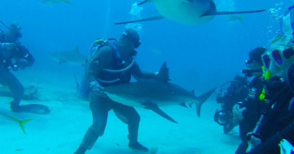 Πώς να υπνωτίσετε έναν επικίνδυνο καρχαρία (Βίντεο)