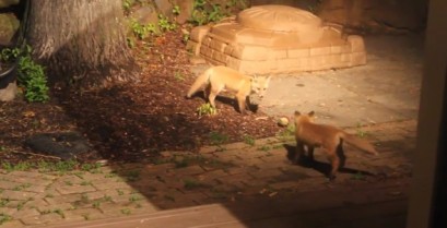Επίσκεψη από δύο μικρές αλεπούδες (Βίντεο)