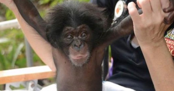 Αυτό το μωρό χιμπατζής έχασε τη μητέρα του. Δείτε με ποίο τρόπο την αντικατέστησαν και κατάφεραν να το σώσουν! (Βίντεο)