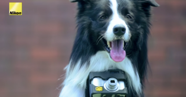 Έδωσαν σε ένα σκύλο μια φωτογραφική μηχανή! Δείτε το αποτέλεσμα!