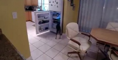 Ο σκύλος στο ψυγείο (Βίντεο)