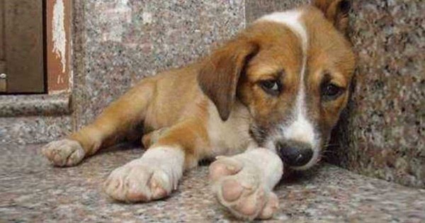Έβαλαν μια κρυφή κάμερα σε ένα αδέσποτο σκύλο. Αυτό που κατέγραψαν, ραγίζει καρδιές…(Βίντεο-Φωτογραφίες)