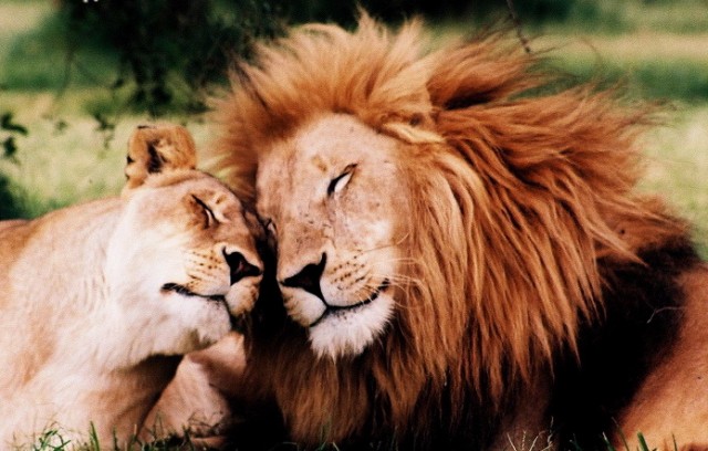 ζωϊκό βασίλειο ζώα έρωτας άγρια φύση άγρια ζώα 