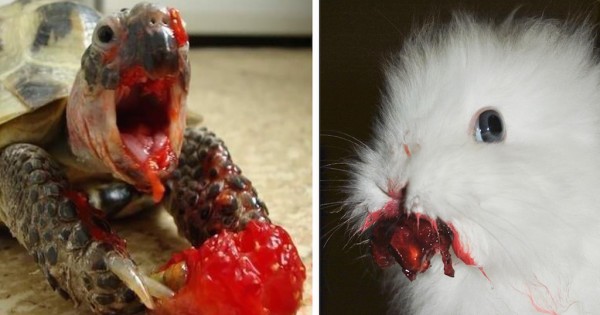 20 εκπληκτικές φωτογραφίες ζώων που τρώνε μούρα και δείχνουν σαν τέρατα που πρωταγωνιστούν σε ταινίες θρίλερ (Φωτογραφίες)