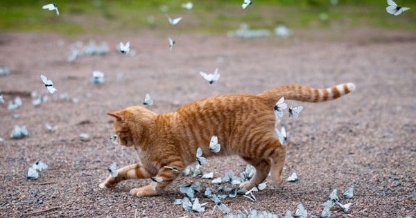 Ζώα παίζουν με πεταλούδες! (Εικόνες)