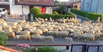 Πρόβατα στη Βενετία (Βίντεο)