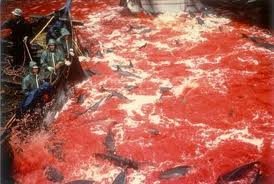 Απαγόρευση στη βάρβαρη σφαγή δελφινιών στην Ιαπωνία