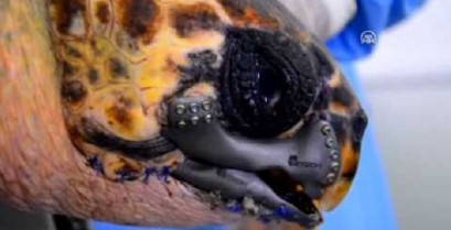 Χελώνα καρέτα καρέτα σώζεται με 3D τυπωμένο ράμφος (Βίντεο)