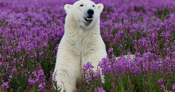 Μια πολική αρκούδα στους ανθισμένους αγρούς (Εικόνες)