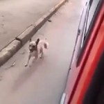 Ο άνθρωπος και ο Σκύλος: μια υπέροχη διαφήμιση από την Αργεντινή (Βίντεο)