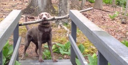 Ο σκύλος έλυσε το πρόβλημα (Βίντεο)
