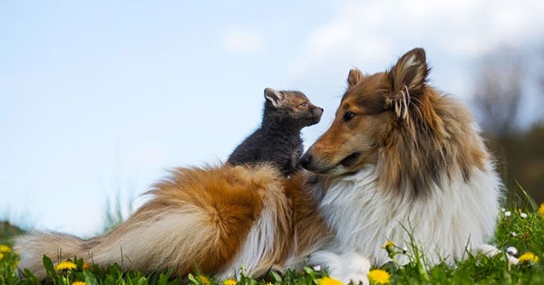 Σκυλίτσα υιοθετεί ορφανή αλεπουδίτσα! (Εικόνες)
